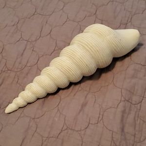 White wash seashell home decor